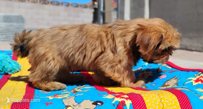 AKC Beau  – Shih Tzu puppy for sale in Chandler, AZ