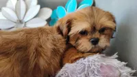 AKC Beau, a male Shih Tzu for sale in Chandler, AZ – 3 of 5