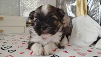 Havashu pup- Little twinkle, a male Havanese and Shih Tzu for sale in Houston, TX – 2 of 10