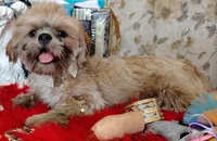 Full AKC -Male Shih Tzu, a male Shih Tzu for sale in Houston, TX – 7 of 8