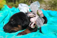 Sophia , a female Doberman Pinscher for sale in Beaumont, TX – 2 of 8