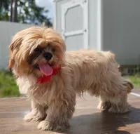 Mikey , a male Shih Tzu for sale in Beaumont, TX – 7 of 10