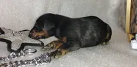 AKC Champion Bloodline -Puppy Miracle , a male Doberman Pinscher for sale in Beaumont, TX – 2 of 4