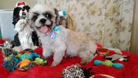 Full Akc -, a male Shih Tzu for sale in Houston, TX – 9 of 10