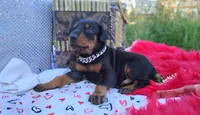 AKC Champion Bloodline -Dustin, a male Doberman Pinscher for sale in Beaumont, TX – 6 of 10