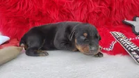 AKC Champion Bloodline - Puppy Storm, a male Doberman Pinscher for sale in Beaumont, TX – 5 of 5