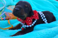 Ladybug 🐞, a female Doberman Pinscher for sale in Beaumont, TX – 1 of 7