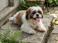 Benji , a male Shih Tzu for sale in Houston, TX – 2 of 4