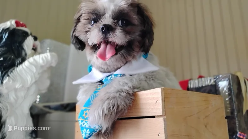 Puppy Oreo – Shih Tzu puppy for sale in Houston, TX