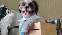 Puppy Oreo, a male Shih Tzu for sale in Houston, TX – 10 of 10