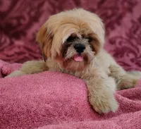 Mikey, a male Shih Tzu for sale in Houston, TX – 6 of 7