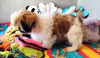 AKC Jax, a male Shih Tzu for sale in Houston, TX – 2 of 6