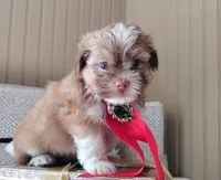 Havashu - Benji, a male Havanese and Shih Tzu for sale in Houston, TX – 4 of 10