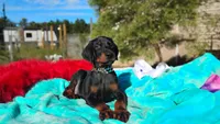 Miracle, a male Doberman Pinscher for sale in Beaumont, TX – 3 of 10