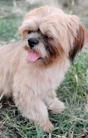 Mikey, a male Shih Tzu for sale in Houston, TX – 7 of 7