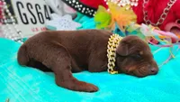 Luciano , a male Doberman Pinscher for sale in Beaumont, TX – 9 of 10