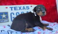 AKC Champion Bloodline -Eagles Paws puppy Ladylove , a female Doberman Pinscher for sale in Beaumont, TX – 7 of 7