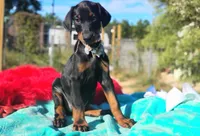 Ladylove, a female Doberman Pinscher for sale in Beaumont, TX – 5 of 10