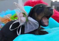 Hanna Montana , a female Doberman Pinscher for sale in Beaumont, TX – 2 of 6