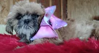 Akc full rights Little BEAR, a female Shih Tzu for sale in Houston, TX – 10 of 10
