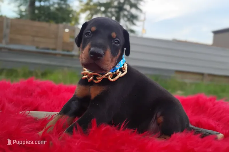 AKC- Champion bloodline - Acer – Doberman Pinscher puppy for sale in Beaumont, TX