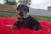AKC- Champion bloodline - Acer, a male Doberman Pinscher for sale in Beaumont, TX – 1 of 10