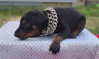 Puppy Hurricane , a male Doberman Pinscher for sale in Beaumont, TX – 5 of 8