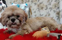 Full AKC -Male Shih Tzu, a male Shih Tzu for sale in Houston, TX – 8 of 8