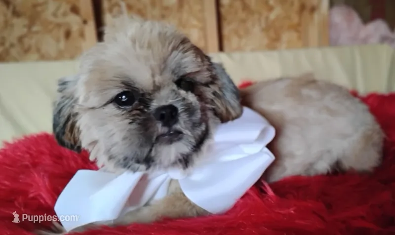 Akc full rights -Silver Belle – Shih Tzu puppy for sale in Houston, TX