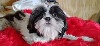 Akc full rights Pumpkin, a female Shih Tzu for sale in Houston, TX – 9 of 9