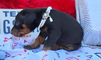 AKC Champion Bloodline -Eagles Paws puppy Ladylove , a female Doberman Pinscher for sale in Beaumont, TX – 6 of 7