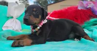 Summer, a female Doberman Pinscher for sale in Beaumont, TX – 7 of 9