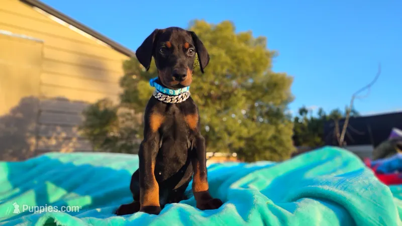 Oliver – Doberman Pinscher puppy for sale in Beaumont, TX