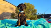 Oliver, a male Doberman Pinscher for sale in Beaumont, TX – 1 of 3