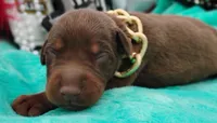 Bronzon , a male Doberman Pinscher for sale in Beaumont, TX – 6 of 7