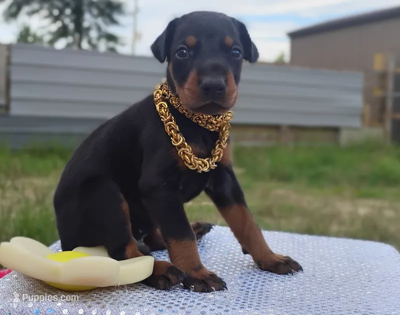 AKC Champion Bloodline - Oliver – Doberman Pinscher puppy for sale in Beaumont, TX