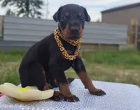 AKC Champion Bloodline - Oliver, a male Doberman Pinscher for sale in Beaumont, TX – 1 of 7