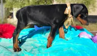 Liliana , a female Doberman Pinscher for sale in Beaumont, TX – 5 of 10