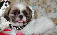 Full AKC  Shih Tzu, a male Shih Tzu for sale in Houston, TX – 10 of 10