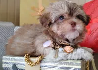 Last one !!!! Havashu - Murdock, a male Havanese and Shih Tzu for sale in Houston, TX – 8 of 8