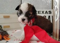 Havashu pup - Lill Mikey, a male Havanese and Shih Tzu for sale in Houston, TX – 3 of 9