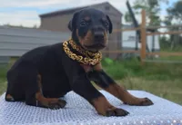 AKC Champion Bloodline - Oliver, a male Doberman Pinscher for sale in Beaumont, TX – 2 of 7