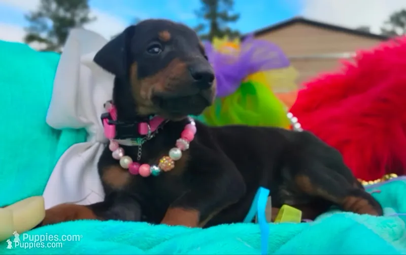Summer, a female Doberman Pinscher for sale in Beaumont, TX – 1 of 9