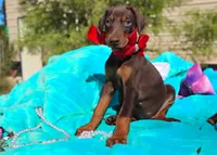 Ruby Red, a female Doberman Pinscher for sale in Beaumont, TX – 3 of 10