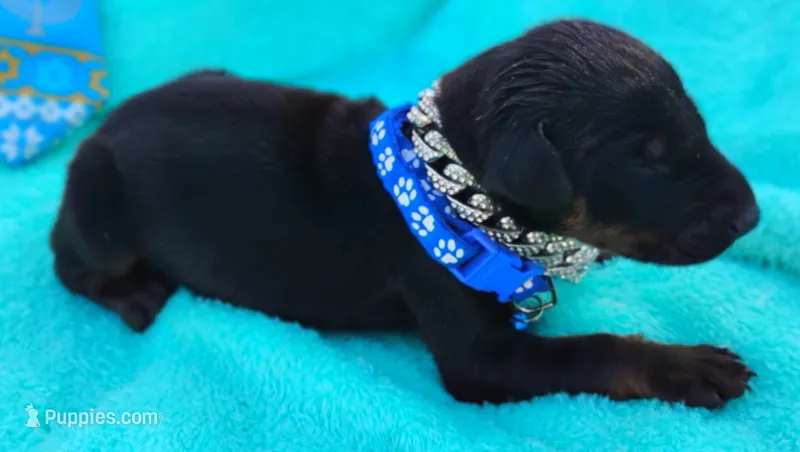 Versace  – Doberman Pinscher puppy for sale in Beaumont, TX