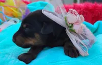 Hanna Montana , a female Doberman Pinscher for sale in Beaumont, TX – 3 of 6