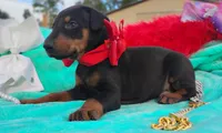 Bella , a female Doberman Pinscher for sale in Beaumont, TX – 2 of 4