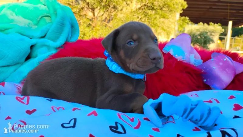 Bronzon – Doberman Pinscher puppy for sale in Beaumont, TX