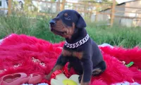 AKC Champion Bloodline -Dustin, a male Doberman Pinscher for sale in Beaumont, TX – 4 of 10