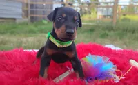 Ironman , a male Doberman Pinscher for sale in Beaumont, TX – 6 of 8